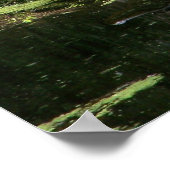 Poster Natchez Trace Gator (3) (Coin)