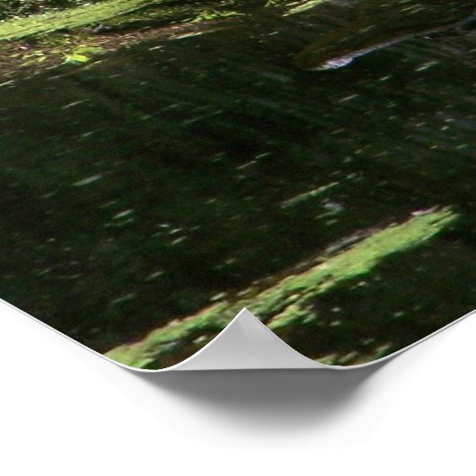 Poster Natchez Trace Gator (3) (Coin)