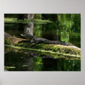Poster Natchez Trace Gator (3) (Devant)