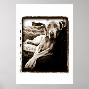 Poster Nation de Weimaraner : La "chaise de Ballou "