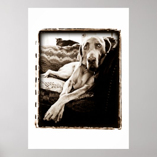 Poster Nation Weimaraner : "La Chaise de Ballou" (Devant)