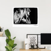 Poster Nation Weimaraner : "The Grey Ghost" Imprimer (Bureau à domicile)