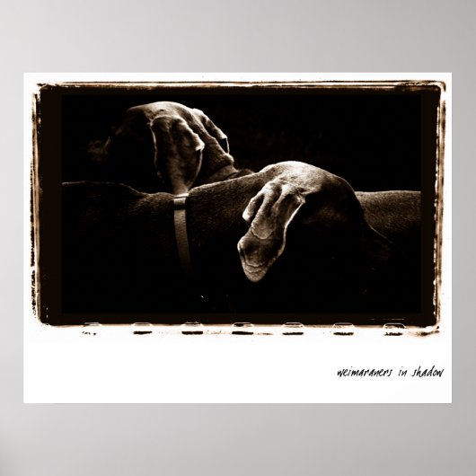 Poster Nation Weimaraner : Weimaraners dans l'ombre (Devant)