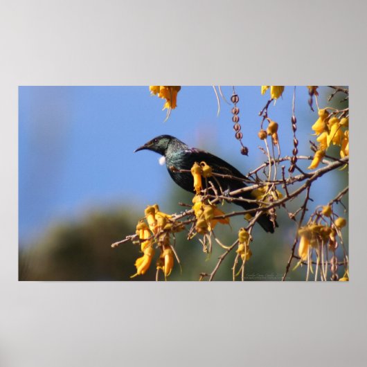 Poster Native New Zealand Tui (Devant)