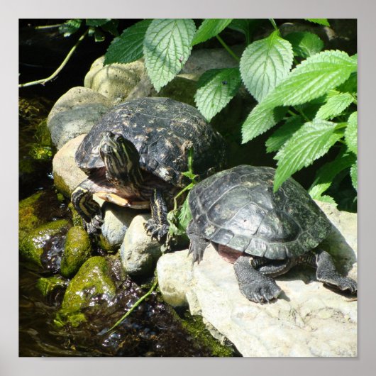 POSTER NATURE (Devant)