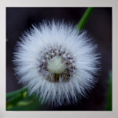 Poster Nature&apos ; soleil (Devant)