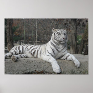 Poster Nature Belle Bengale White Tiger Photographie