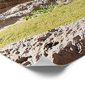 Poster Nature Bengale White Tiger Photographie (Coin)