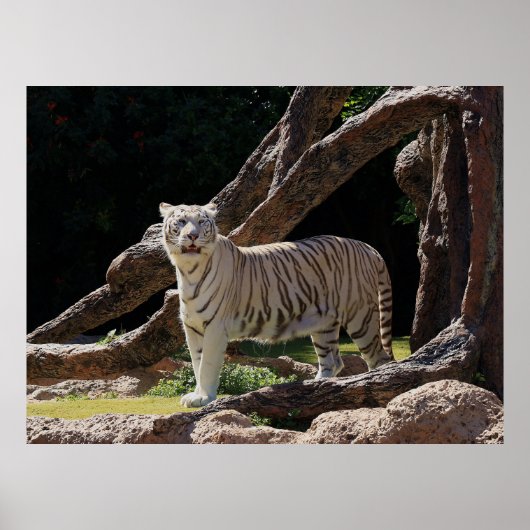Poster Nature Bengale White Tiger Photographie (Devant)