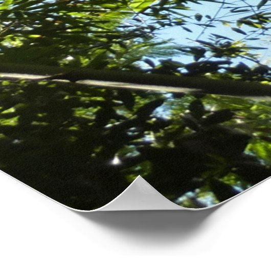 Poster Nature botanique bambou (Coin)