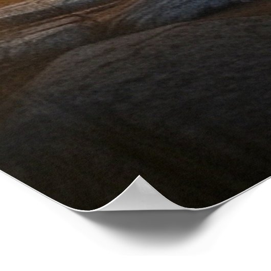 Poster *~* Nature Cabine STREAM AP49 MOOSE Forest (Coin)