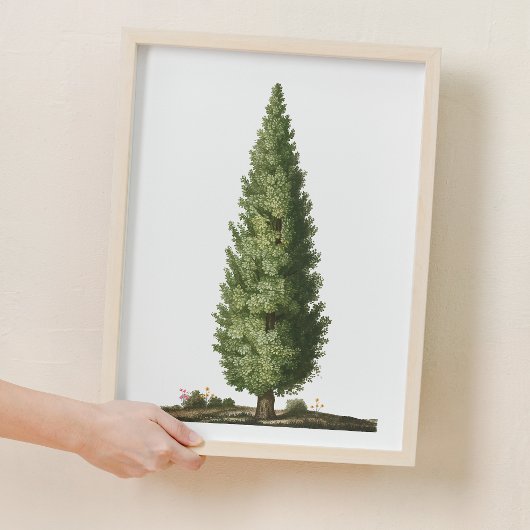 Poster Nature Chêne Arbre Bois Nourriture Décor