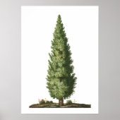 Poster Nature Chêne Arbre Bois Nourriture Décor (Devant)