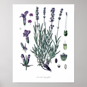 Poster Nature, copie botanique, art de fleur de lavande