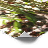 Poster Nature des fougères à tête noire de printemps (Coin)