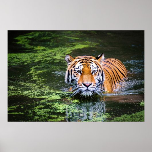 Poster Nature Faune Bengale Tigre Dans La Photographie De (Devant)