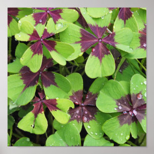 Poster Nature, Fleur, Été, Shamrock, Vert, Botanique,