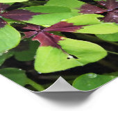Poster Nature, Fleur, Été, Trèfle, Vert, Botanique, (Coin)