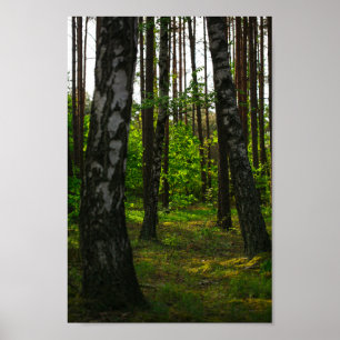 Poster Nature Forêt Biélorussie Paysage Biélorussie