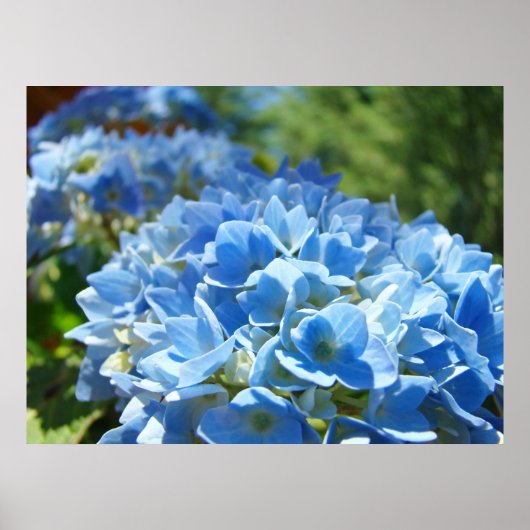 Poster Nature Heals art estampes Blue Hydrangea Flowers (Devant)