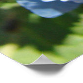 Poster Nature Heals art estampes Blue Hydrangea Flowers (Coin)