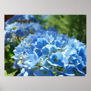 Poster Nature Heals art prints Blue Hydrangea Flowers
