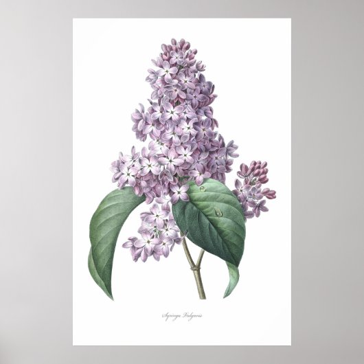 Poster Nature, imprimé botanique, art floral de Lilac (Devant)
