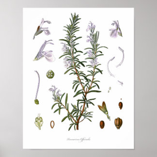 Poster Nature, imprimé botanique, art floral du romarin