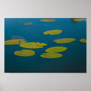 Poster Nature Paysage Eau Lily Feuilles Rivière Pond