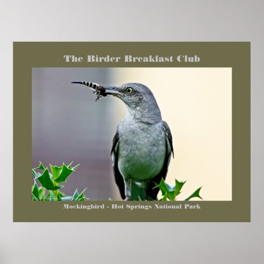 Poster Nature Photography Mockingbird Birder   (Devant)