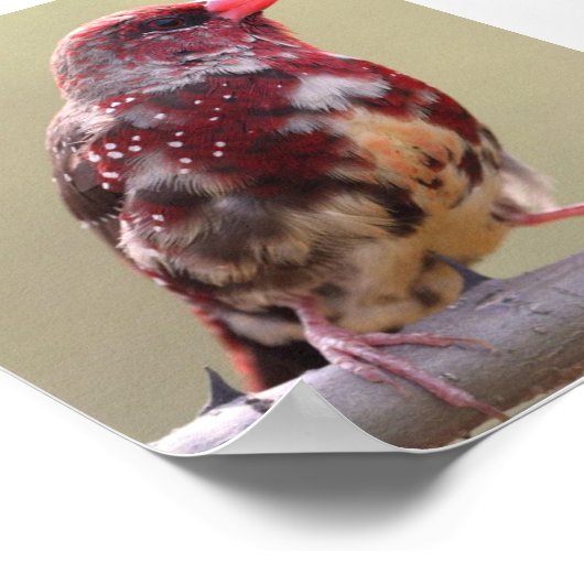 Poster Nature Red Finch Bird (Coin)
