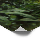 Poster Natures beauté (Coin)