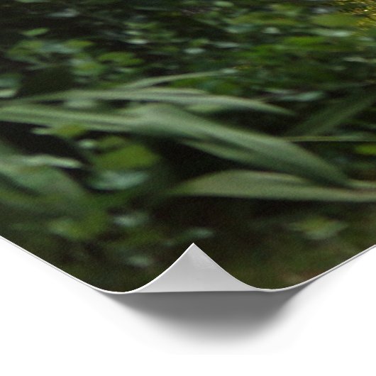 Poster Natures beauté (Coin)