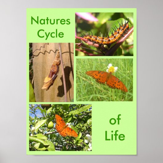 Poster Natures cycle de vie (Devant)
