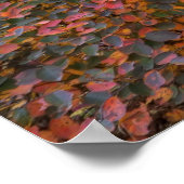 Poster Natures magiques (Coin)