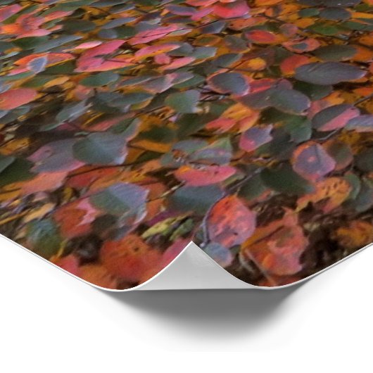 Poster Natures magiques (Coin)