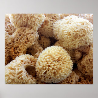 Poster Natuurlijke Sponges