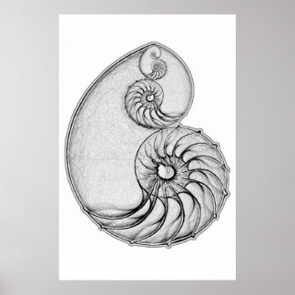 Poster Nautilus