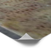 Poster nautilus (Coin)