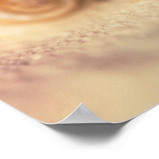 Poster Nautilus Shells (Coin)