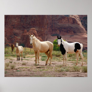 Poster Navajo Horses Run Free sur le Canyon Floor