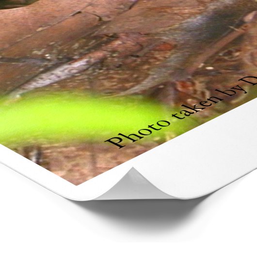 Poster Ne mangez pas le champignon (Coin)