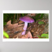 Poster Ne mangez pas le champignon (Devant)