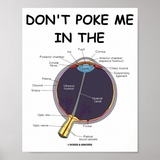 Poster Ne Me Regarde Pas Dans L'oeil Anatomie De L'oeil A (Devant)