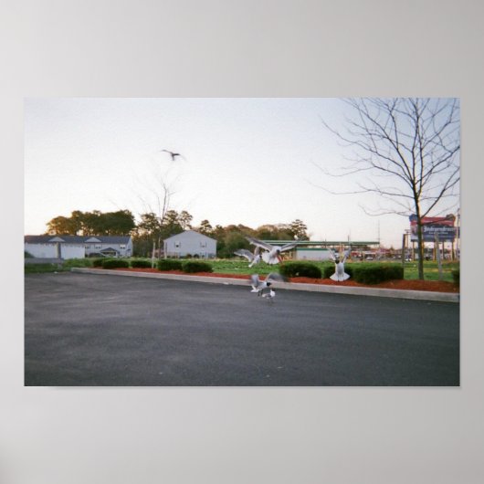 Poster Ne pas nourrir les mouettes (Devant)