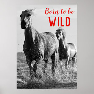 Poster Né pour être Wild Black & White Running Horses