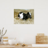 Poster Né tout juste (Cuisine)