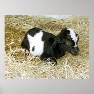 Poster Né tout juste