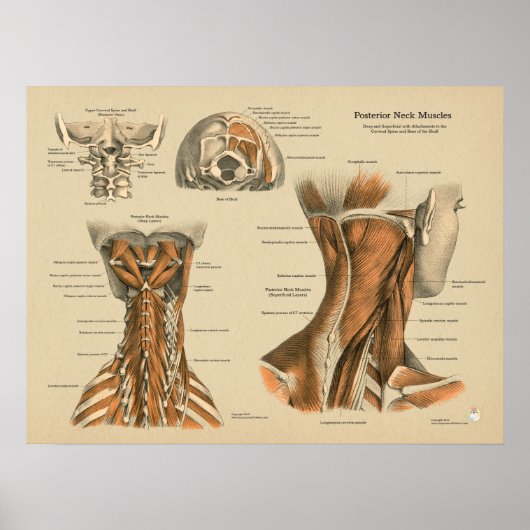 Poster Neck Spine Muscles Chiropractic Massage Chart (Devant)