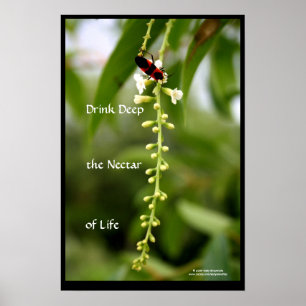 Poster Nectar de la vie